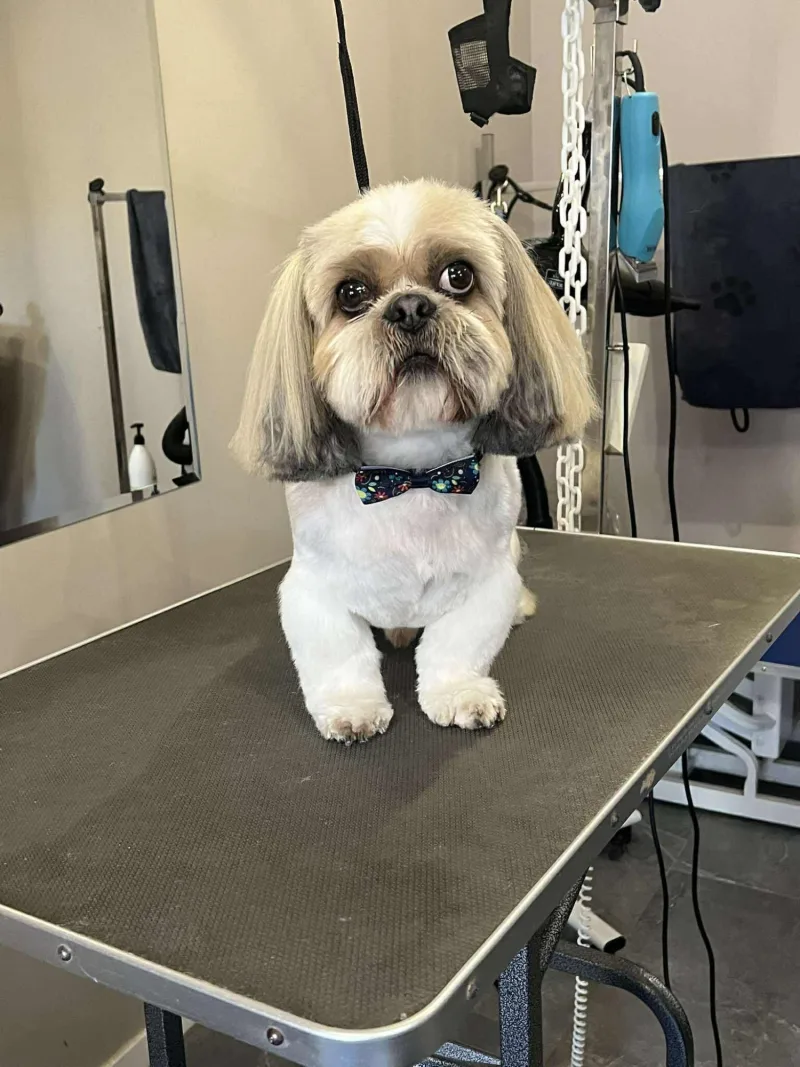 Shih Tzu po strzyżeniu z muszką